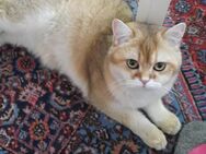 Britisch Kurzhaar Katze mit Kätzchen. VB. - Verl