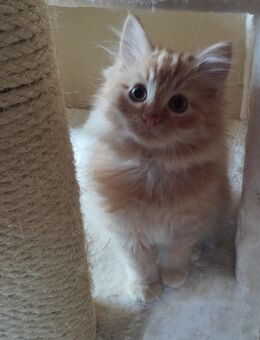 Verkaufe Mix Ragdoll/Norwegisch Waldkatze - Lommatzsch