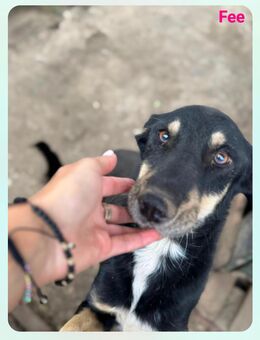 Bernersennenschäfermix - Wassenberg