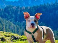 American bully Standard - Kolbermoor