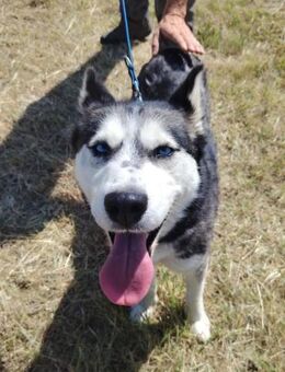 Kira von kettenlos - Bollingstedt