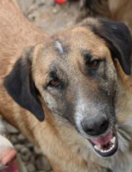 wunderschöner Luke sucht euch - Celle