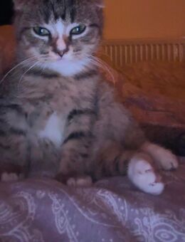 Süßer Kater - Tellingstedt