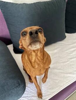 Zoi eine treue Gefährtin wartet - Berlin