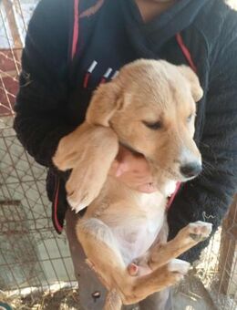 Jessica - zuckersüß - Dreikirchen