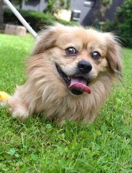 Simba - Endlich ein warmes Körbchen - Obertshausen