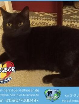 Nucusor wartet auf ein tolles Zuhause! - Waakirchen