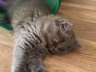 Britisch Langhaar Kitten, zauberhaftes Weibchen sucht liebevolles Zuhause - Berlin