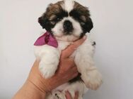 Reinrassige Shih Tzu Welpen - Fürstenwalde (Spree)