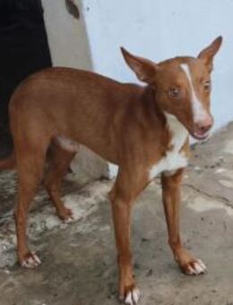 Tintin sucht so sehr nach Liebe - Berlin