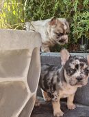 Frusky ( Huskybulldog ) 2 Mädchen drei Rüden in 23552