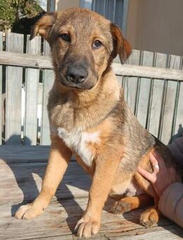 Simba lieber Junghund sucht Familie - Großefehn