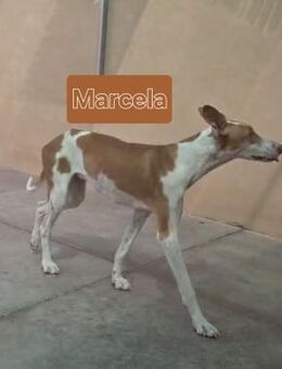 MARCELA, w., Podenco-Mix, ca. 60 cm - Sipplingen