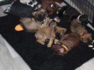 Verspielte Liebevolle Welpen Cane Corso/Shih Tzu mix - Dortmund