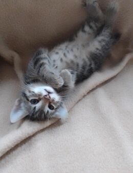 Niedliche kleine Katzenbabys - Friesoythe