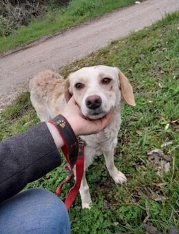 Suncica freundlich und soziale Hündin - Linden (Hessen)