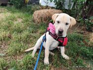 Unsere sehr verschmuste Labradorhündin 4,5 Monate alte Tapsi - Angern