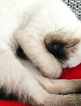 Siam-Babykatzen. - Kassel