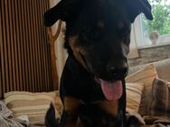 Lia sucht ein liebevolles Zuhause für immer 🐾 - Aurich Zentrum