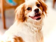 Leon verliert sein liebes Zuhause - Morsbach