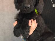 Labradoodle Welpen F1 Mini - Arnsberg