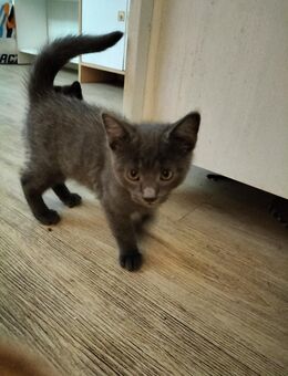 Katzenbabys - Krummwisch