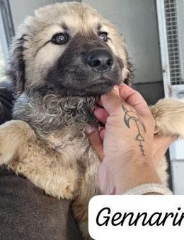 Gennario 💚💚💚 verspielt - Bad Karlshafen