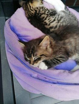 BKh & BLH mix, Kitten, Katzenbabys, ab 23. 7 abzugeben - Hamburg Harburg