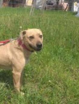 Ledi - geb. 05/2017 - Remagen