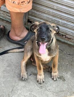 CLAUDY - super soziales Hunde-Mädchen - Kempen