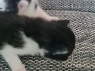 Katzenbaby Sucht neues Zuhause - Walldorf (Baden-Württemberg)