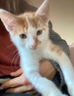 Kater (Kitten) - Marburg