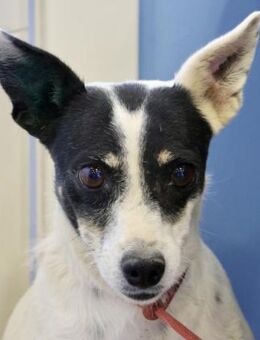 Marion, lernwillig, freundlich, aktiv - Westerholt