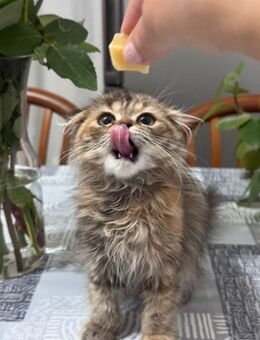 Sehr schöne baby katze - Bonn Poppelsdorf