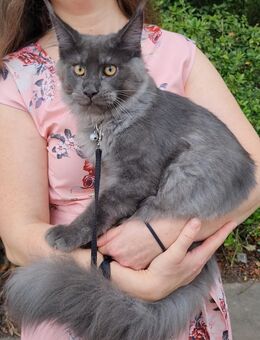 Kastrierte, verspielte und seltene Maine Coon Kitten aus einer seriösen Zucht - Ludwigshafen (Rhein)