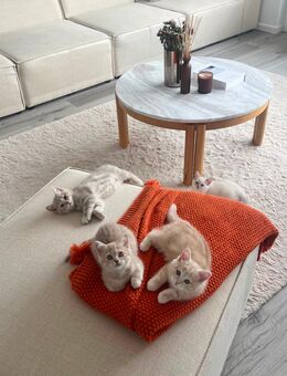 Süßer British Kurz Haar Kittens Nachwuchs sucht ein liebevolles Zuhause! - Kaarst