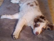 Australian Shepherd Welpe, Rüde, blaue Augen - Hellingen