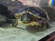 Wasserschildkröte 25 Jahre alt Gelbwangenschmuckschildkröte Trachemys scripta scripta - Wuppertal