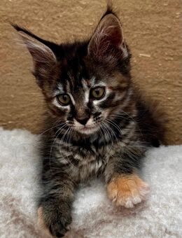 Soziale Maine Coon Kitten - Hamburg Wandsbek