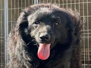 GORDI💖süßes kroat.Schäferhund-Mix-Mädel - Hamburg