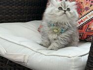 Perser Katzen - Leipzig
