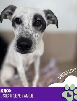 Kiko- Familie gesucht - Nürnberg