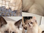 Umzugsbereit Ragdoll-Siam kitten - Hamburg Wandsbek