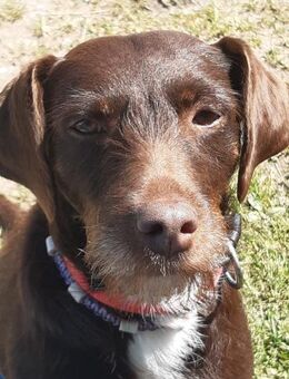 Lilli sucht Zuhause als Einzelprinzessin - Freilassing