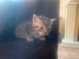 Babykatzen BKH in 52146