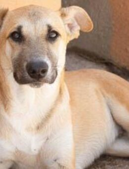 Andy, sozial, verspielt - Kettershausen