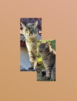 Zwei ältere Katzen suchen liebevolles Zuhause! - Hohen Neuendorf