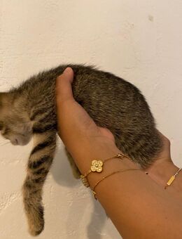 Kitten / Katzenbabies EKH - Pfedelbach