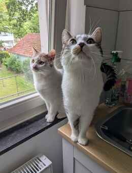 Hauskatzen - Munster