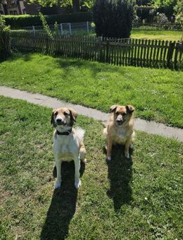 Wilma❤️& Pepples suchen eine Endstelle - Rott (Inn)